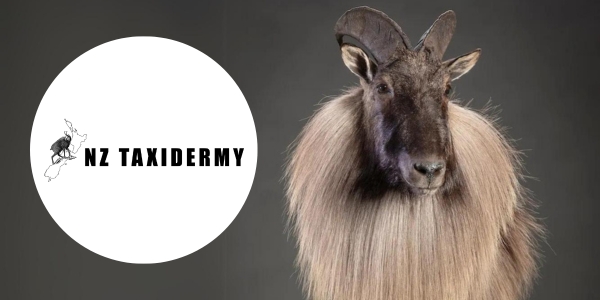 NZ Taxidermy